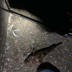 アジングでガシラフィーバー！