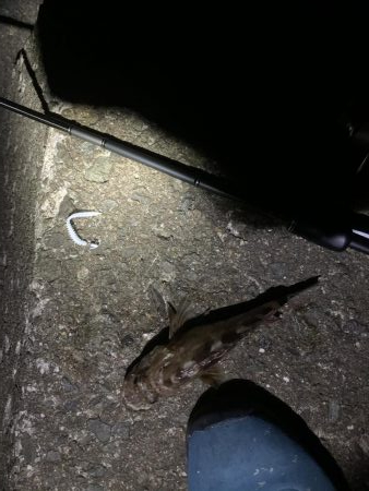 アジングでガシラフィーバー！