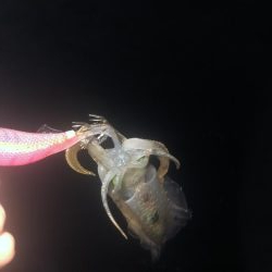 エギングたのしいねー！