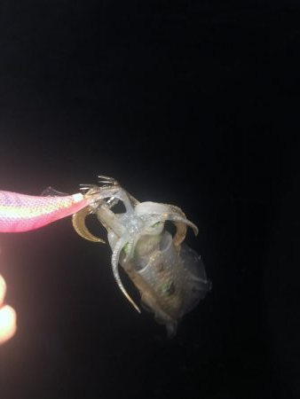 エギングたのしいねー！