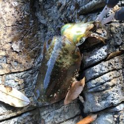 やっと良型ゲット