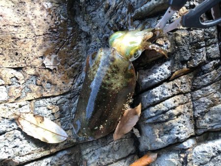 やっと良型ゲット