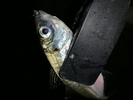 アーバンサイドアジング