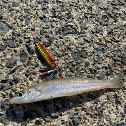 アオリイカ成長中