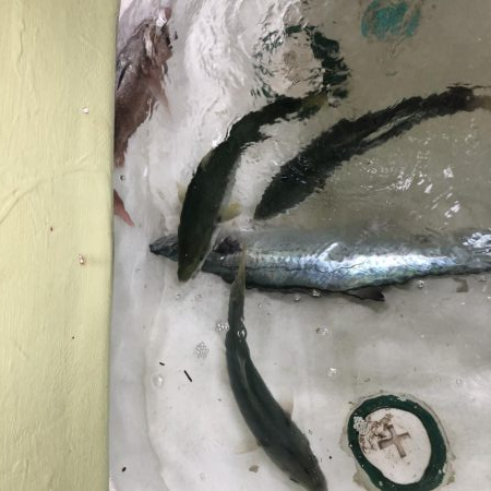 ボートメンテナンスのつもりが