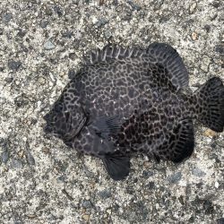 沖にはいません