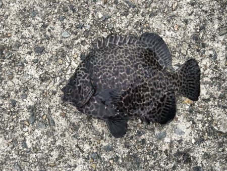 沖にはいません