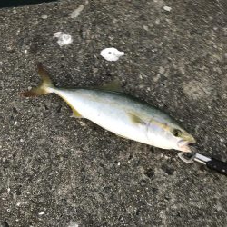 ツバスかなり減ってます