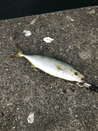 ツバスかなり減ってます