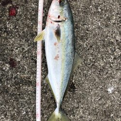 小潮なのに活性高っ!!