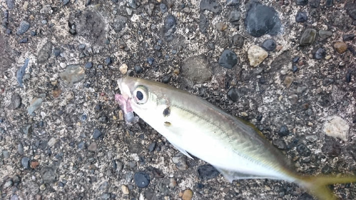 カンパチ、初めてです……