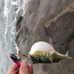 ショアジギ好調！