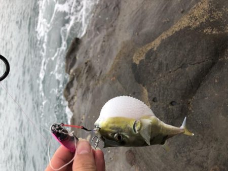 ショアジギ好調！