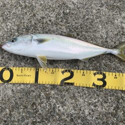 2日連続で淡路島釣行！！