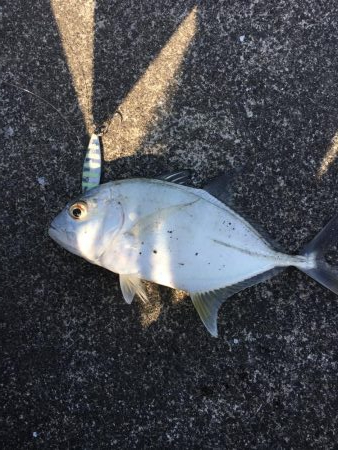 河口でのメッキゲーム