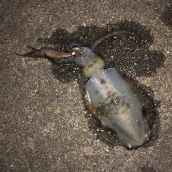 台風後のエギング