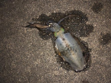 台風後のエギング