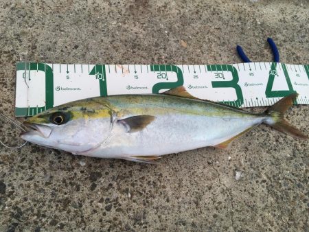 ナイスフィッシュ！