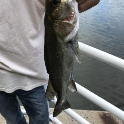 メバルミノーでヒラメGET