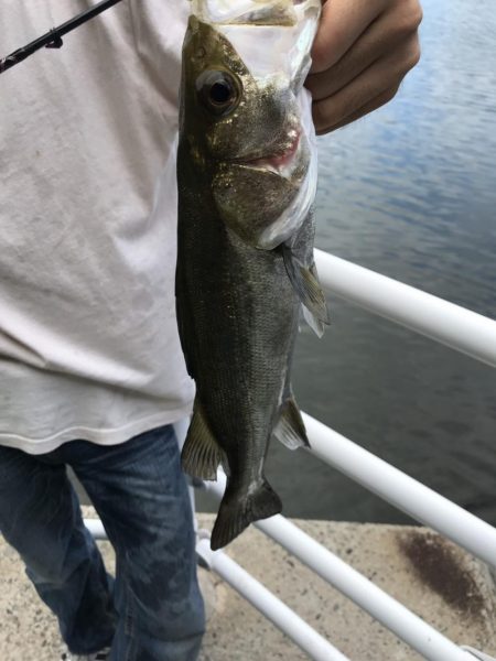 メバルミノーでヒラメGET