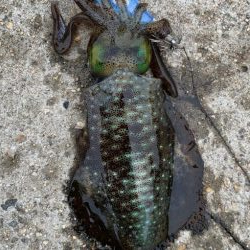 絶好調のデイエギング