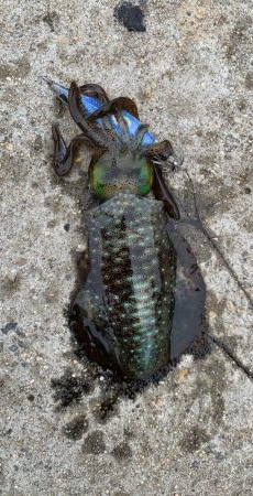 絶好調のデイエギング