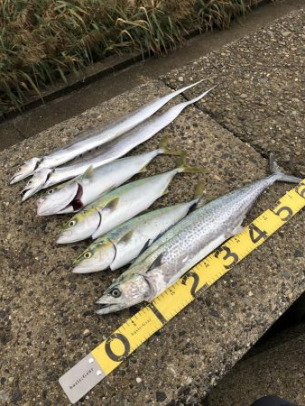 サワラ&ハマチ高活性！！