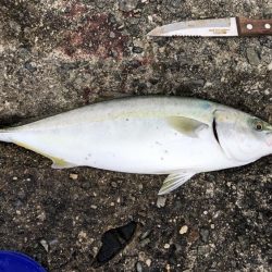 昼間でもサワラ ！