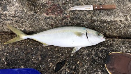 昼間でもサワラ ！