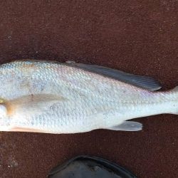 ハマチかと思ったら！？