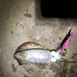 エギング遠征からホームグランドへ