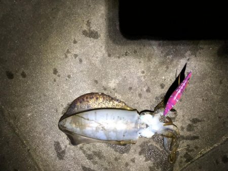 エギング遠征からホームグランドへ