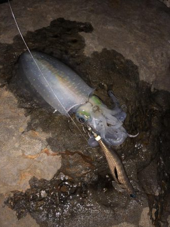 初アジング最高