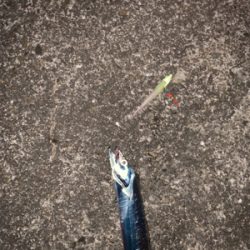難し〜ぃ太刀魚釣り