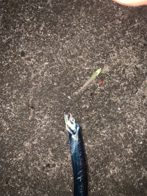 難し〜ぃ太刀魚釣り