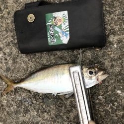 太刀魚爆釣！！