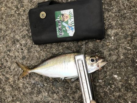 太刀魚爆釣！！