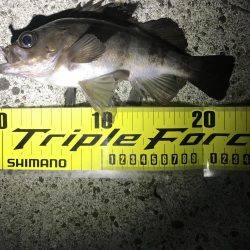 アジングのはずが