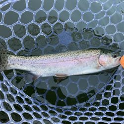 エリアトラウト