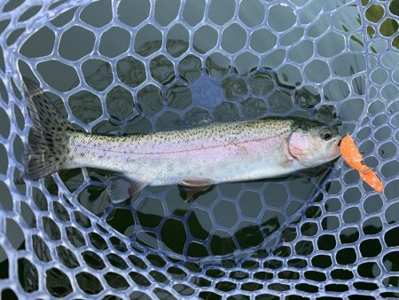 エリアトラウト