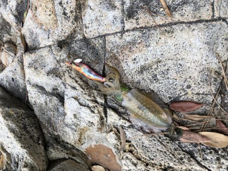 今日はデイでやっと