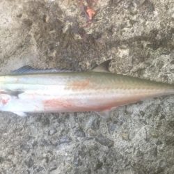 ハマチ・サゴシ