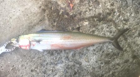 ハマチ・サゴシ