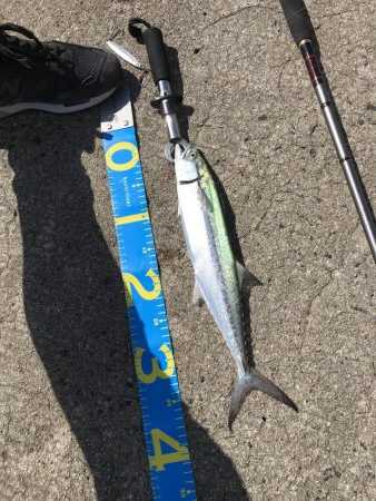 ウネリきつい中で