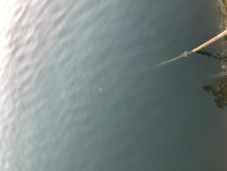 アジングにて・・初メッキ！