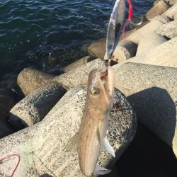 エソ番長復活‼️