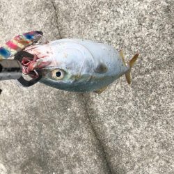 腹の中は片口イワシだらけ