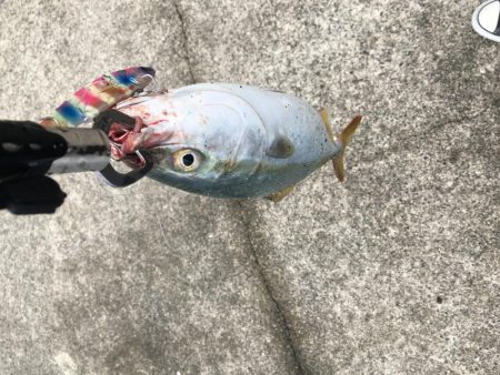 腹の中は片口イワシだらけ