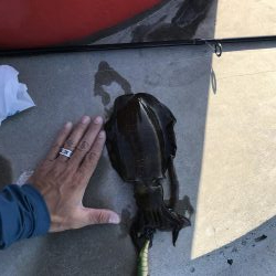 10月10日デイアオリ