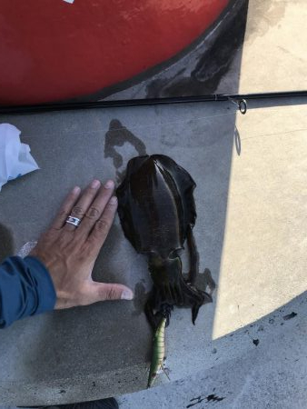 10月10日デイアオリ